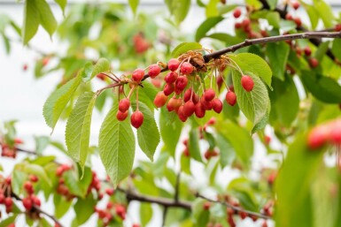 Prunus avium mehrstämmig 200-250