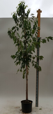 Prunus avium 'Plena' hochstamm