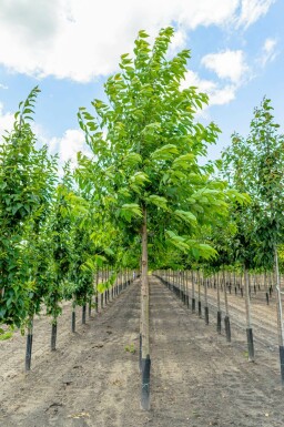 Prunus avium 'Plena' hochstamm