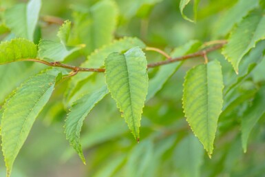 Prunus avium 'Plena' hochstamm 10/12