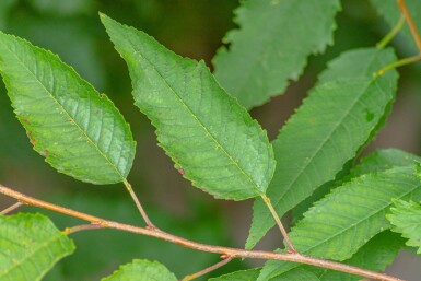 Prunus avium 'Plena' hochstamm 10/12