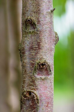 Prunus avium 'Plena' hochstamm 10/12