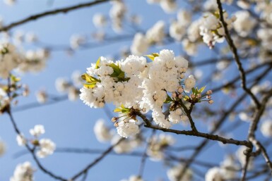 Prunus avium 'Plena' hochstamm 10/12