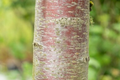 Prunus avium 'Plena' hochstamm 10/12