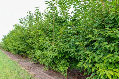 Prunus avium 'Plena' mehrstämmig