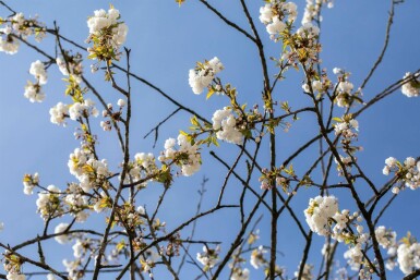 Prunus avium 'Plena' mehrstämmig 200-250