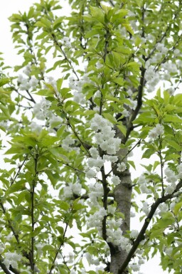 Prunus avium 'Plena' mehrstämmig 200-250