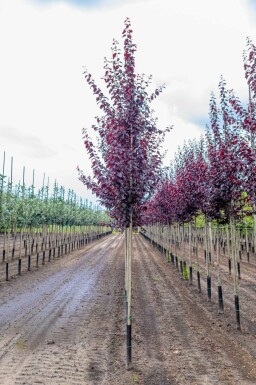 Prunus cerasifera 'Nigra' hochstamm