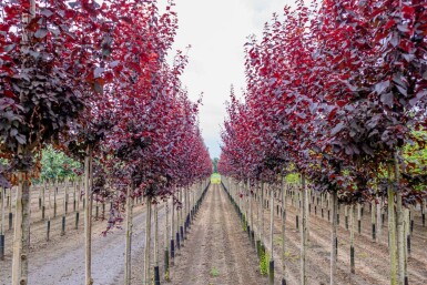 Prunus cerasifera 'Nigra' hochstamm 4/6