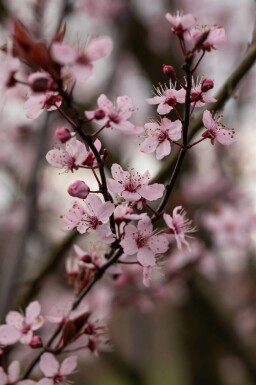 Prunus cerasifera 'Nigra' hochstamm 4/6