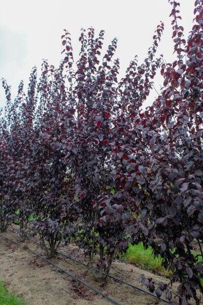 Prunus cerasifera 'Nigra' mehrstämmig 200-250