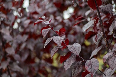 Prunus cerasifera 'Nigra' mehrstämmig