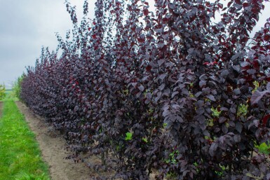 Prunus cerasifera 'Nigra' mehrstämmig 200-250