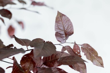 Prunus cerasifera 'Nigra' mehrstämmig 200-250