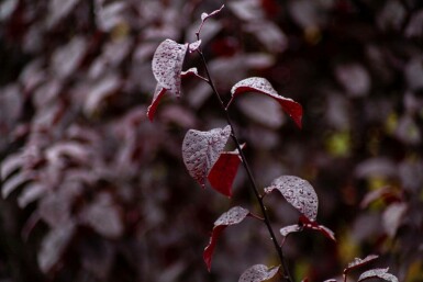 Prunus cerasifera 'Nigra' mehrstämmig 200-250