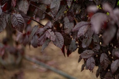 Prunus cerasifera 'Nigra' mehrstämmig 200-250