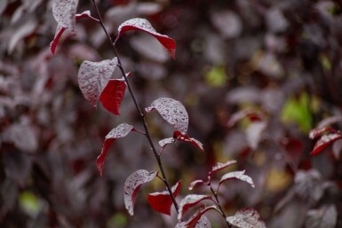 Prunus cerasifera 'Nigra' mehrstämmig 200-250