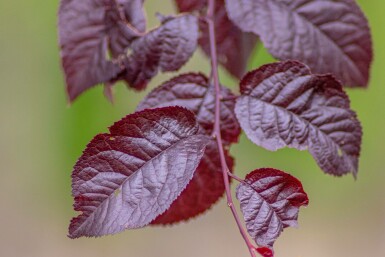 Prunus cerasifera 'Nigra' halbstamm 120cm Stamm