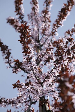 Prunus cerasifera 'Nigra' halbstamm 120cm Stamm