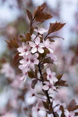 Prunus cerasifera 'Nigra' halbstamm 120cm Stamm