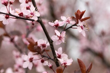 Prunus cerasifera 'Nigra' halbstamm 120cm Stamm