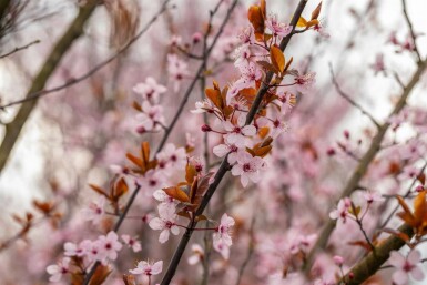 Prunus cerasifera 'Nigra' halbstamm 120cm Stamm