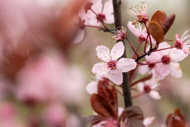 Prunus cerasifera 'Nigra' strauch 100-125