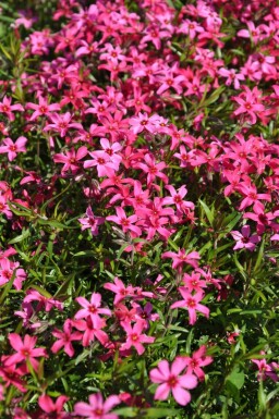 Phlox subulata 'Atropurpurea'