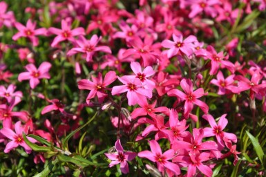 Phlox subulata 'Atropurpurea'