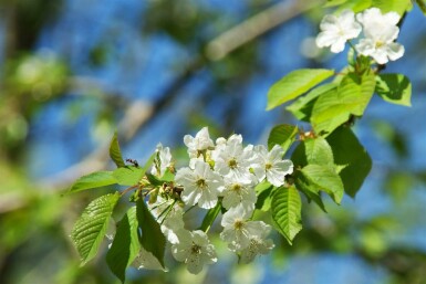 Prunus cerasus hochstamm