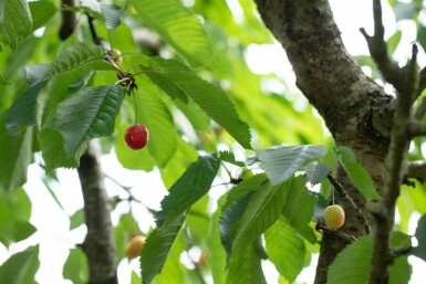 Prunus cerasus hochstamm