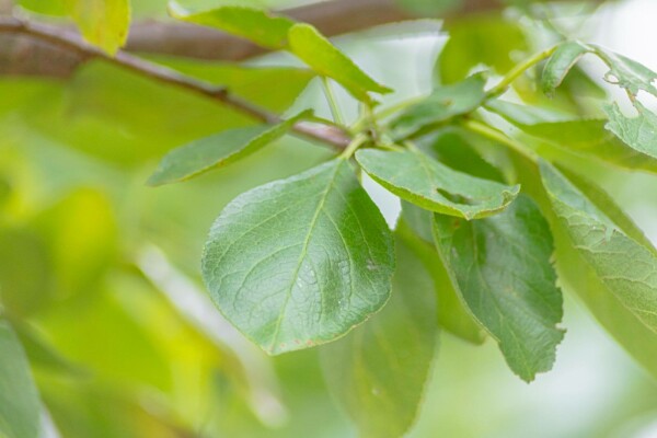 Prunus domestica 'Opal'