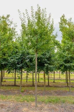 Prunus domestica 'Opal' hochstamm