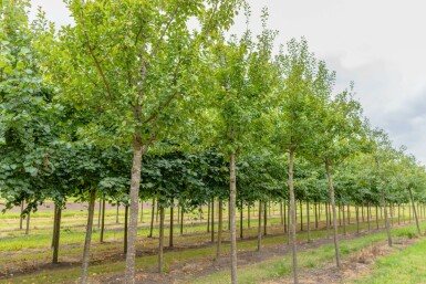 Prunus domestica 'Opal' hochstamm