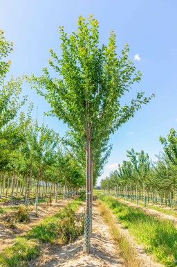 Prunus domestica 'Hauszwetsche' hochstamm 10/12