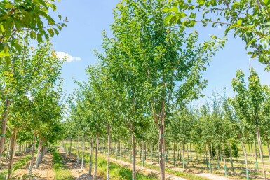 Prunus domestica 'Hauszwetsche' hochstamm