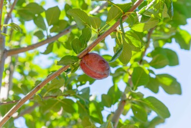 Prunus domestica 'Hauszwetsche' hochstamm 10/12