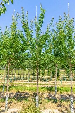 Prunus domestica 'Reine Claude Verte'