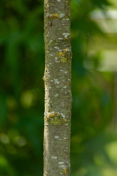 Prunus dulcis