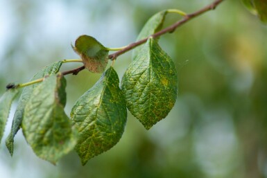 Prunus dulcis hochstamm