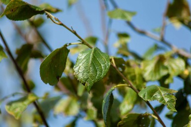 Prunus dulcis hochstamm 12/14