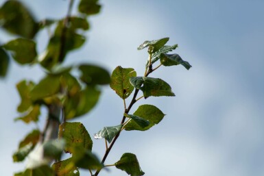 Prunus dulcis hochstamm 12/14