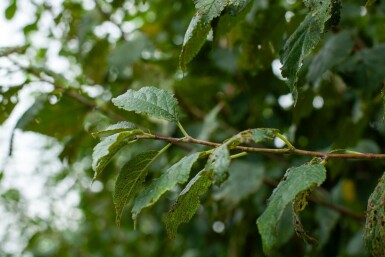 Prunus dulcis hochstamm 12/14