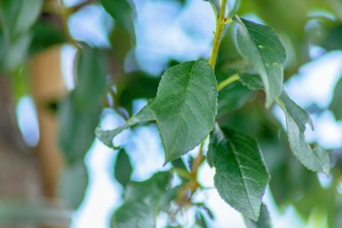 Prunus x eminens 'Umbraculifera'