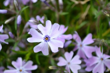 Phlox subulata 'Emerald Cushion Blue'