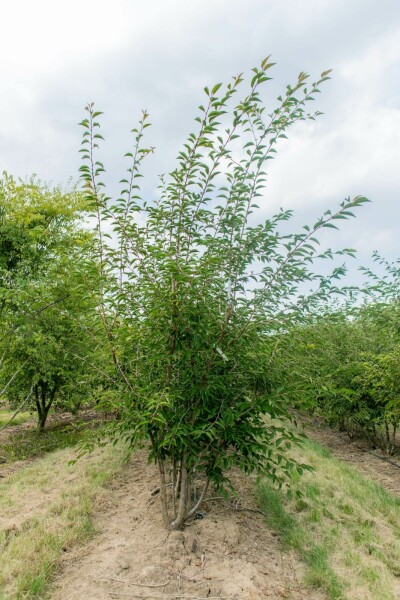 Prunus incisa 'The Bride' mehrstämmig 250-300