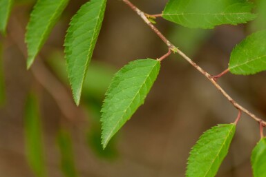 Prunus incisa 'The Bride' mehrstämmig 250-300