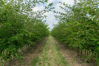 Prunus incisa 'The Bride' mehrstämmig 250-300