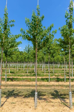 Prunus maackii 'Amber Beauty'