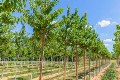 Prunus maackii 'Amber Beauty' hochstamm